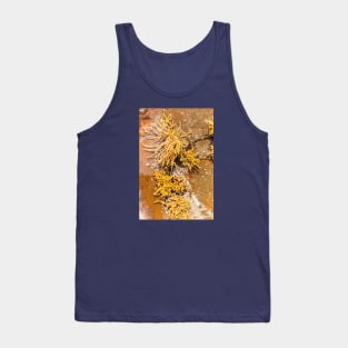 Yellow Sea Weed Growing In Shallow Rock Pool Tank Top